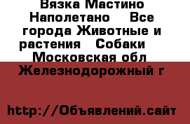 Вязка Мастино Наполетано  - Все города Животные и растения » Собаки   . Московская обл.,Железнодорожный г.